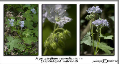 Hydrophyllum appendiculatum(Appendaged Waterleaf)