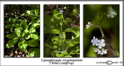 Cynoglossum virginianum(Wild Comfrey)