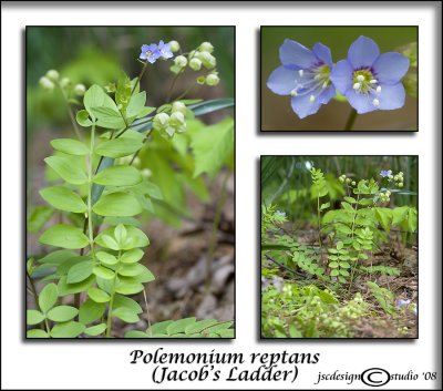 Polemonium reptans(Jacob's Ladder)