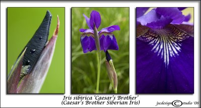 Iris sibirica 'Caesar's Brother'(Caesar's Brother Siberian Iris)