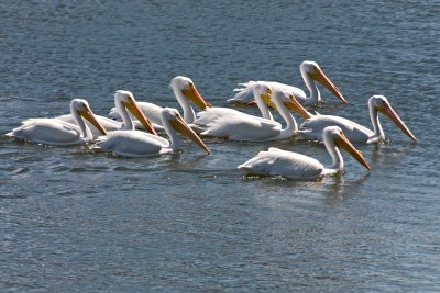 White pelicans.jpg