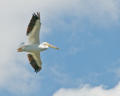 White pelican on the wing.jpg