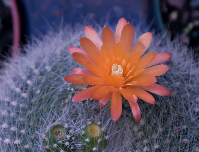 Hollies Farm & Garden #2