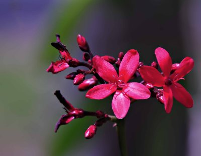 Hollies Farm & Garden #3