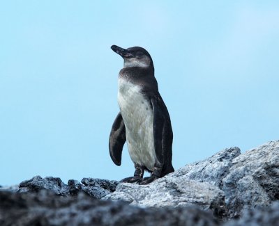 Galapagos penguin, Isabella