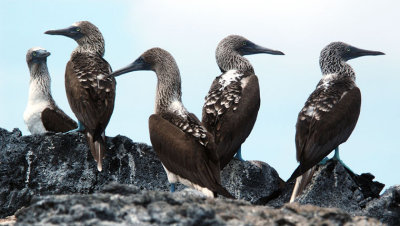 Blue-footed boobies, Isabella