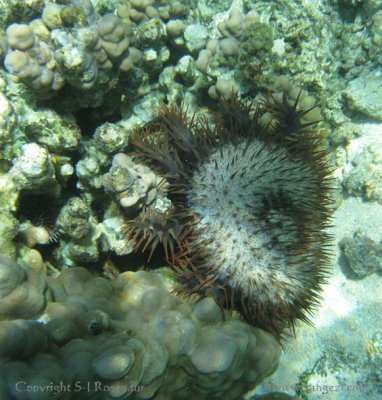 Crown-of-thorns sea star, Moorea