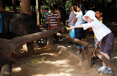 At Chiang Mai elephant sanctuary