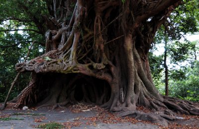 Banyan tree shaped to create a covered nakamal (men's house) - Yakel, Eastern Tanna