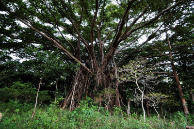 A big banyan tree, Central Tanna