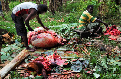 Butchering a cow, Tanna