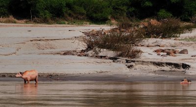 Water buffalos near the Lathan village