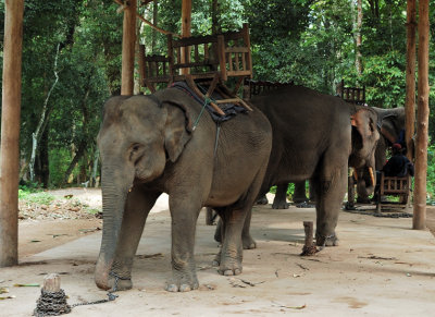 Trained elephants  near Tat Kuang Si, Luang Prabang province
