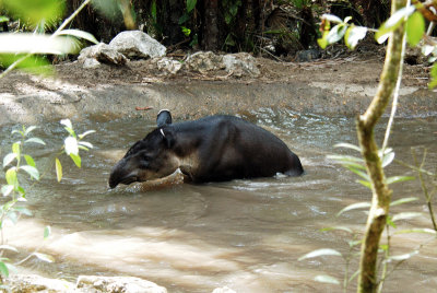 Tapir, Belize