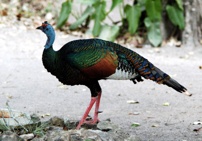 Wild Turkey, Quintana Roo, Mexico