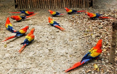 Macaws, Copan, Honduras