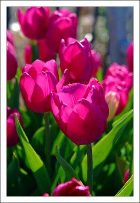 Velvia Flower Love