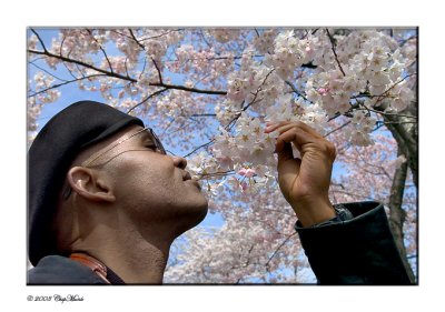 Smelling The DC Cherry Blossums