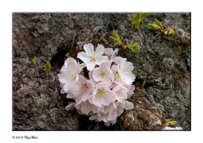 Cherry Blossums