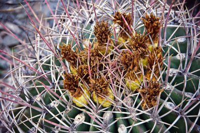 Barrel Cactus