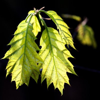 Baby Oak Leaves