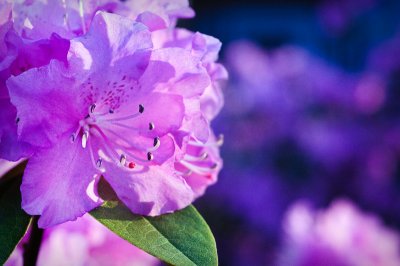 PJM Rhododendron 1