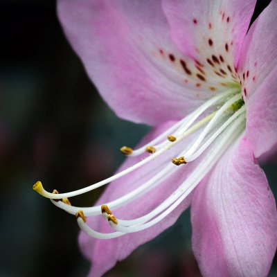 Royal Azalea