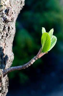Siebold Viburnum Leaves