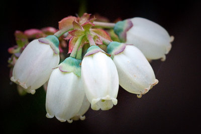 Blueberry Flowers