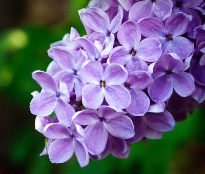 Lilacs