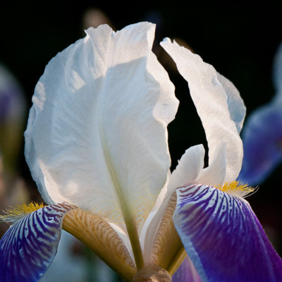 Iris 3