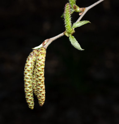 Birch Catkins