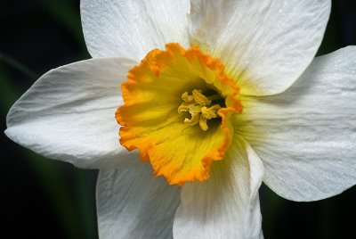 Daffodil