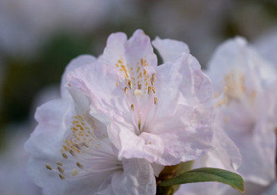 Balta Rhododendron 1