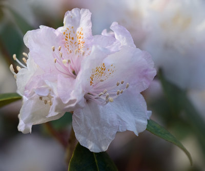Balta Rhododendron 2