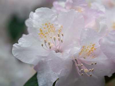 Balta Rhododendron 3