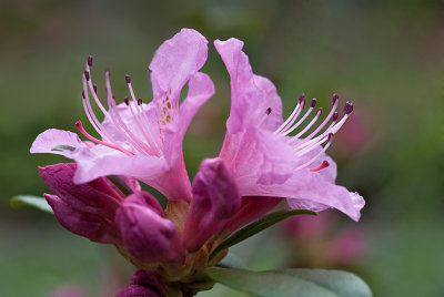 Olga Mezitt Rhododendron