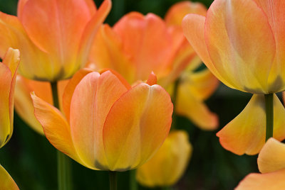 Orange Tulips