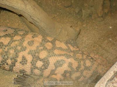 IMG_0178_SD400.jpg