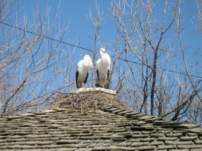 IMG_0209_SD400.jpg