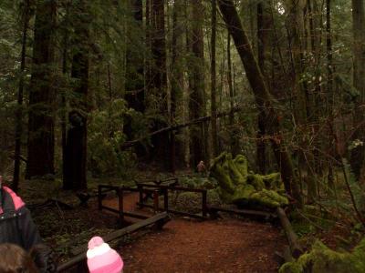 Redwood Forest 009.jpg
