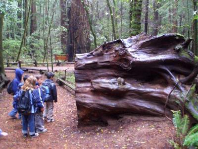 Redwood Forest 024.jpg