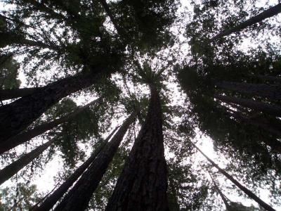 Redwood Forest 037.jpg
