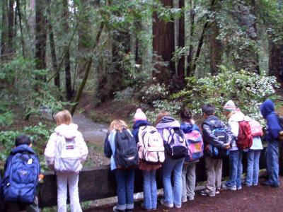 Redwood Forest 045.jpg