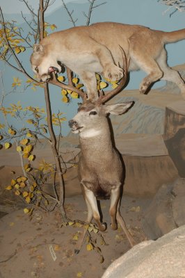 At the World Wildlife Museum, St. George