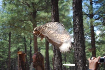 At The Flagstaff Arboretum