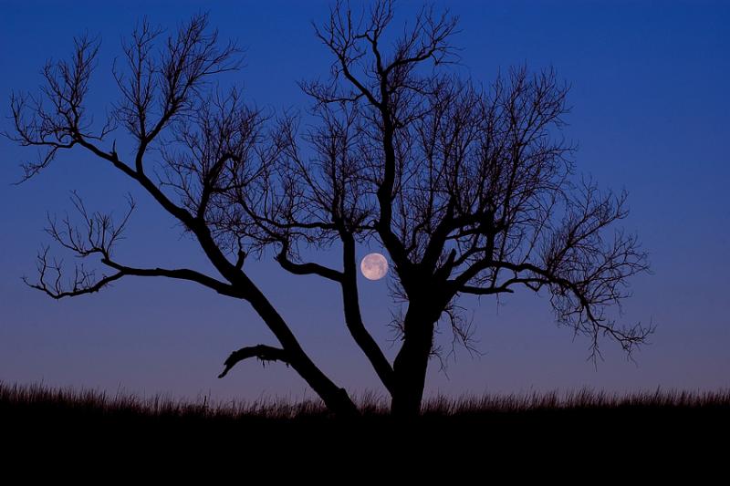 Wolf Moon & Tree (Seat Conservation Area)