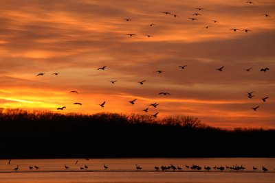 Geese Landing at Sunset  (Pony Express Lake)