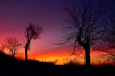 Sunrise with Deformed Trees