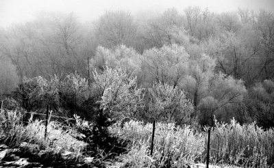 Frozen Fog Landscape